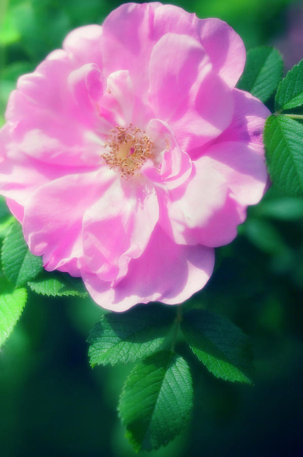 Rose (rosa Rugosa) Photograph by Maria Mosolova/science Photo Library ...