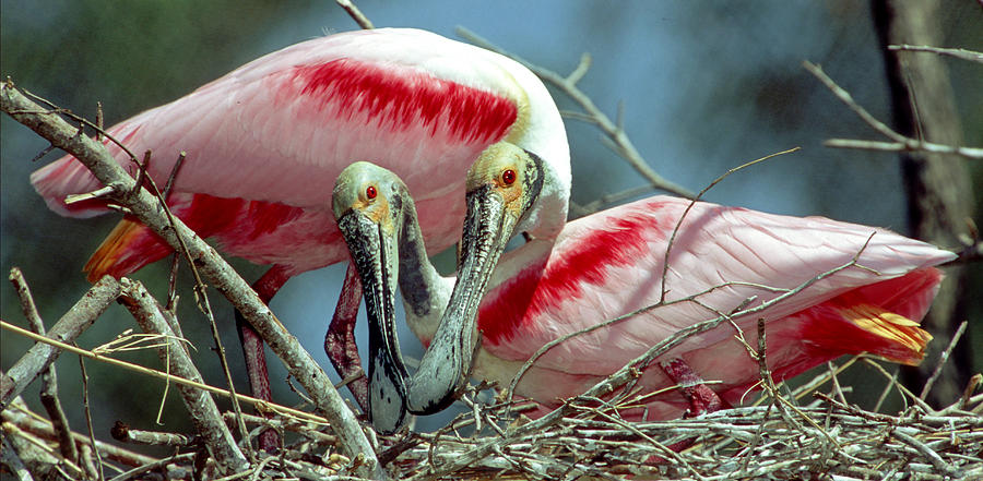 Roseate Spoonbill Pair Photograph by Millard H. Sharp - Fine Art America