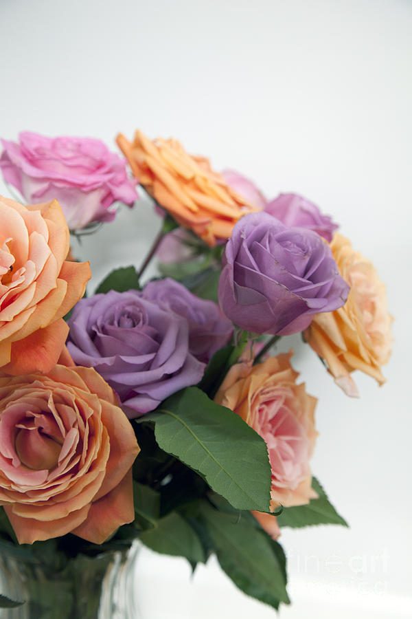 Rose Photograph - Roses #1 by Amanda Barcon