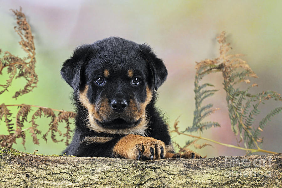 Rottweiler Puppy Dog #5 Photograph by John Daniels