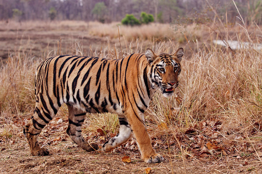 Royal Bengal Tiger, In The Summer Photograph by Jagdeep Rajput - Pixels