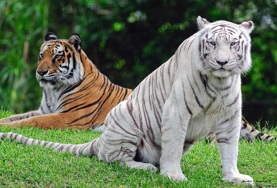 Royal Bengal Tiger #6 Photograph by Winston D Munnings