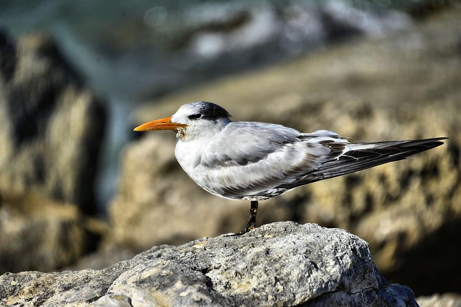Royal Tern #4 Photograph by Bill Hosford