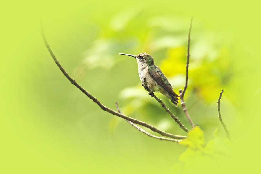 Ruby-throated Hummingbird - Immature Female - Archilochus colubris  #4 Photograph by Carol Senske