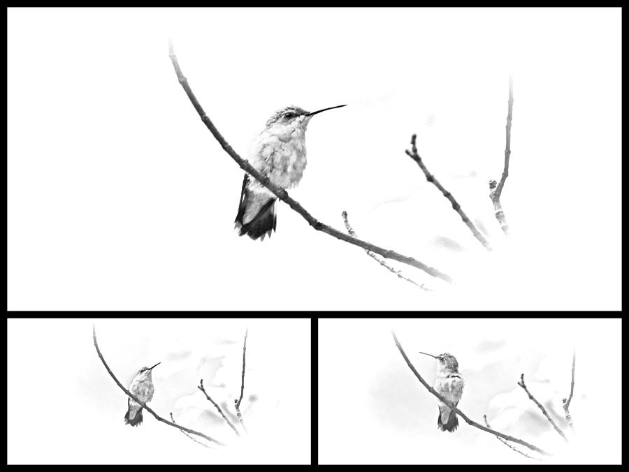 Wildlife Photograph - Ruby-throated Hummingbird - Immature Female - Black and White - Archilochus colubris  #3 by Carol Senske
