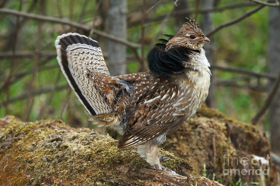 Ruffed Grouse Courtship Display #4 Photograph by Linda Freshwaters Arndt