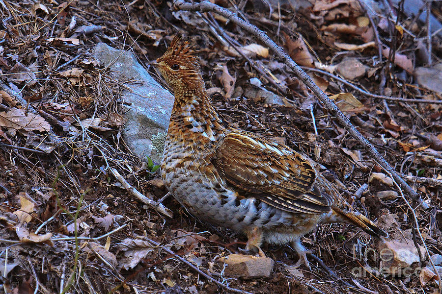 Ruffed Grouse Photograph by Ronald Lutz