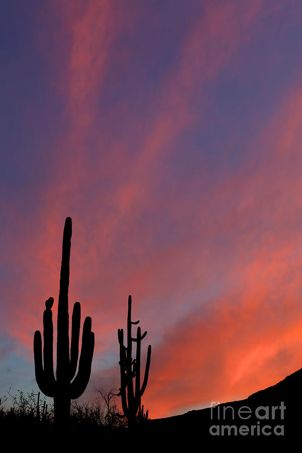 Saguaro Silhouettes #4 Photograph by John Shaw
