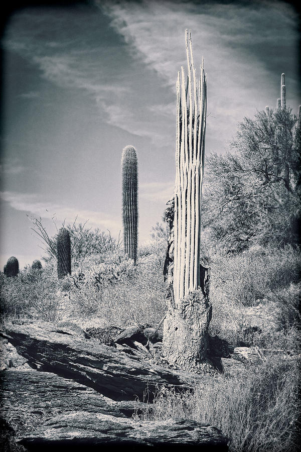 Saguaro Skeleton #4 Photograph by Kelley King