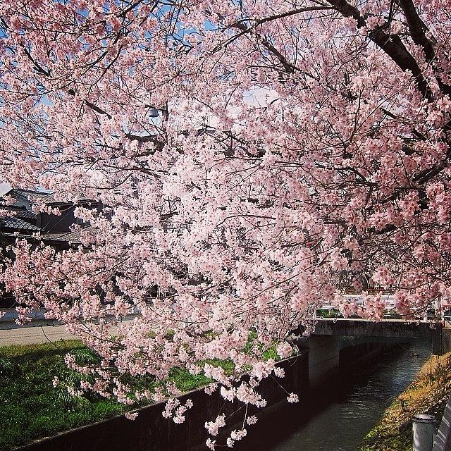 Nature Photograph - #sakura #cherry #blossoms #4 by Yukiko Nobeno