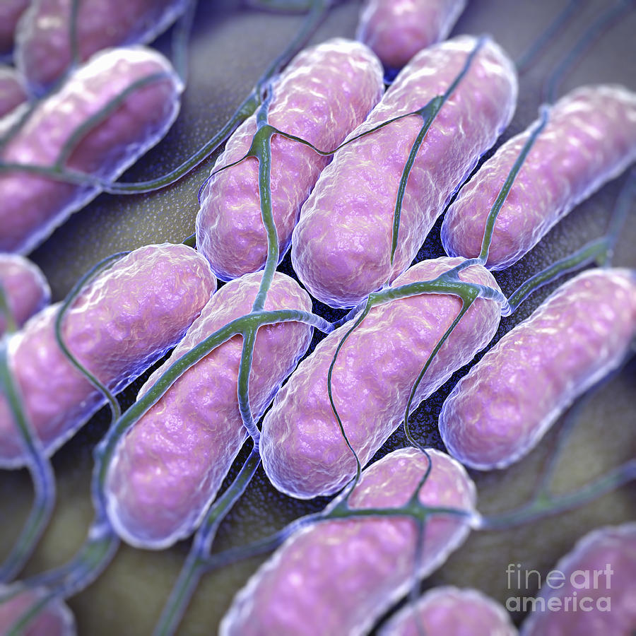 Cells Photograph - Salmonella Bacteria #4 by Science Picture Co