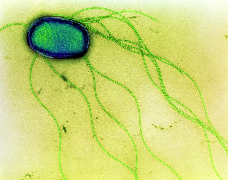 Salmonella Enteritidis Photograph - Salmonella Enteritidis Bacterium #4 by A. Dowsett, Public Health England/science Photo Library