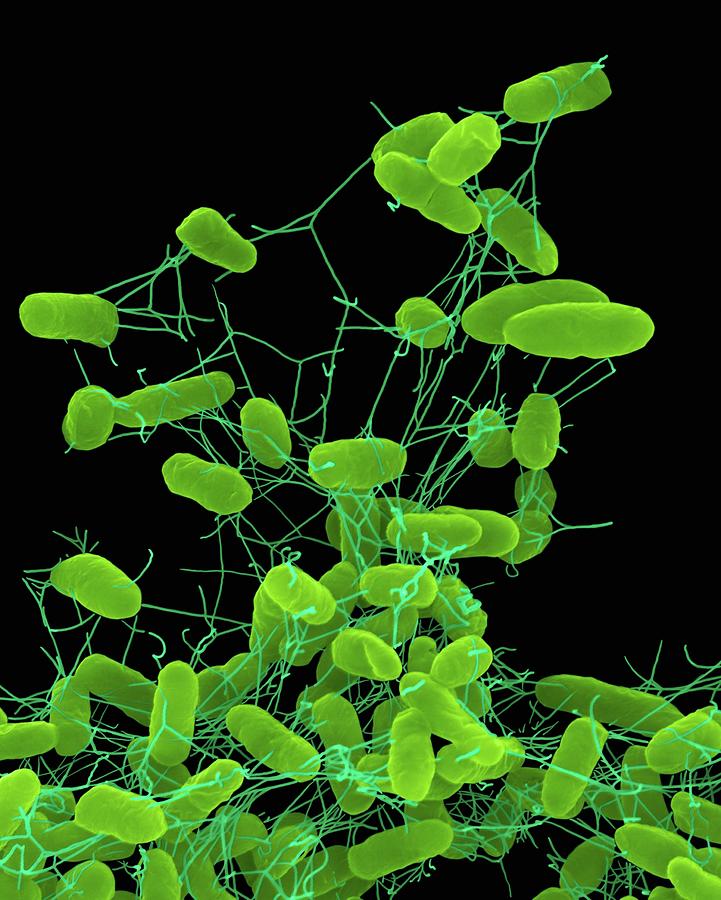 Animal Photograph - Salmonella Enteritidis #4 by Dennis Kunkel Microscopy/science Photo Library
