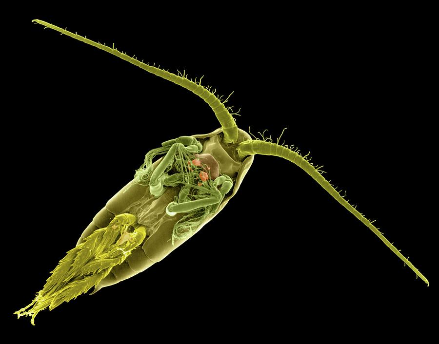 Salt Water Copepod (actitius Sp.) #4 Photograph by Dennis Kunkel Microscopy/science Photo Library