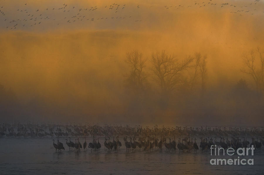 Nature Photograph - Sandhill Cranes #4 by Mark Newman