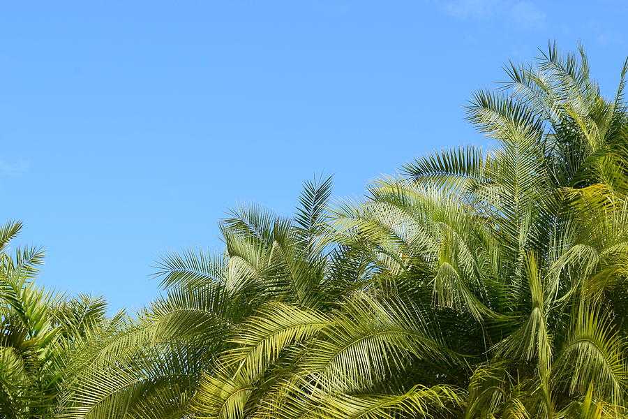 Sanibel Palms #4 Photograph by Curtis Krusie