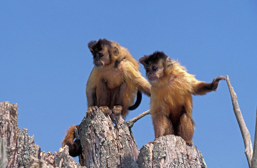 Sapajou Apelle Cebus Apella Photograph by Gerard Lacz Fine Art America