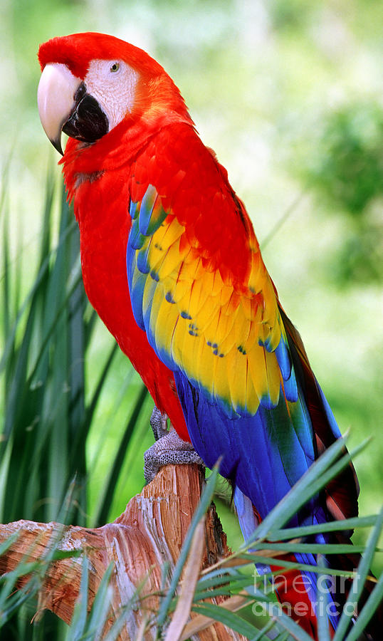 Scarlet Macaw #4 Photograph by Millard H. Sharp