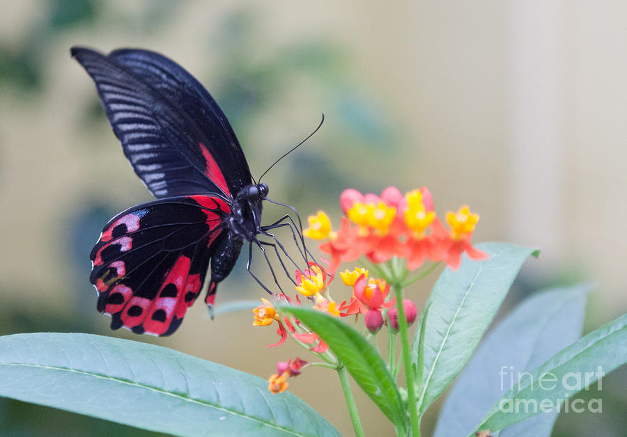 Butterfly Photograph - Scarlett mormon #4 by Shaun Wilkinson