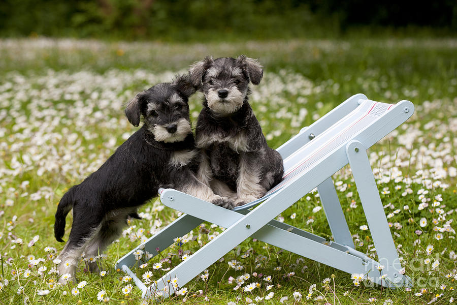Schnauzer Puppy Dogs #10 Photograph by John Daniels