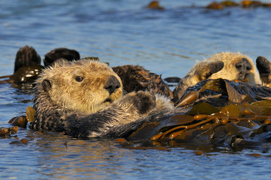 Sea Otters #4 Photograph by Thomas And Pat Leeson