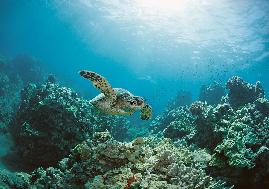 Sea Turtle #4 Photograph by M Swiet Productions