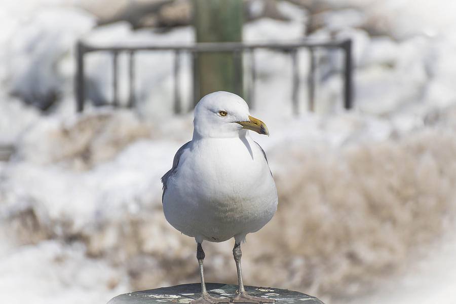 Seagull #4 Photograph by Susan Jensen
