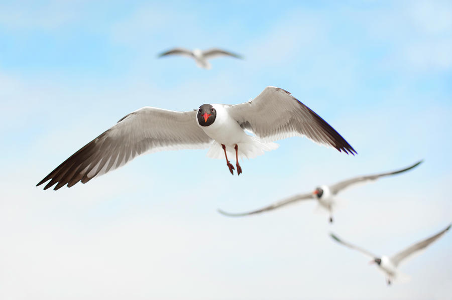 Seagulls In Flight #4 Photograph by Olga Melhiser Photography