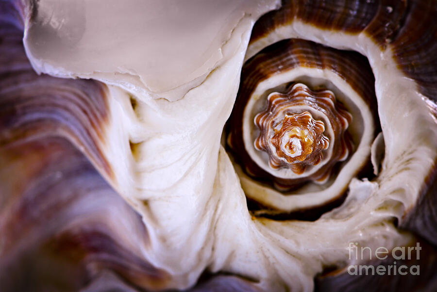 Seashell detail 3 Photograph by Elena Elisseeva