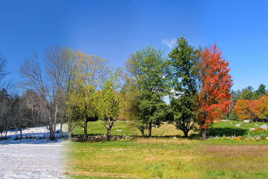 4 Season Trees In New Hampshire Photograph by Larry Landolfi