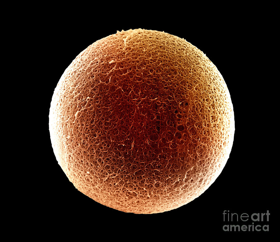 Egg Photograph - Sem Of The Surface Of The Zona Pellucida #4 by David M. Phillips