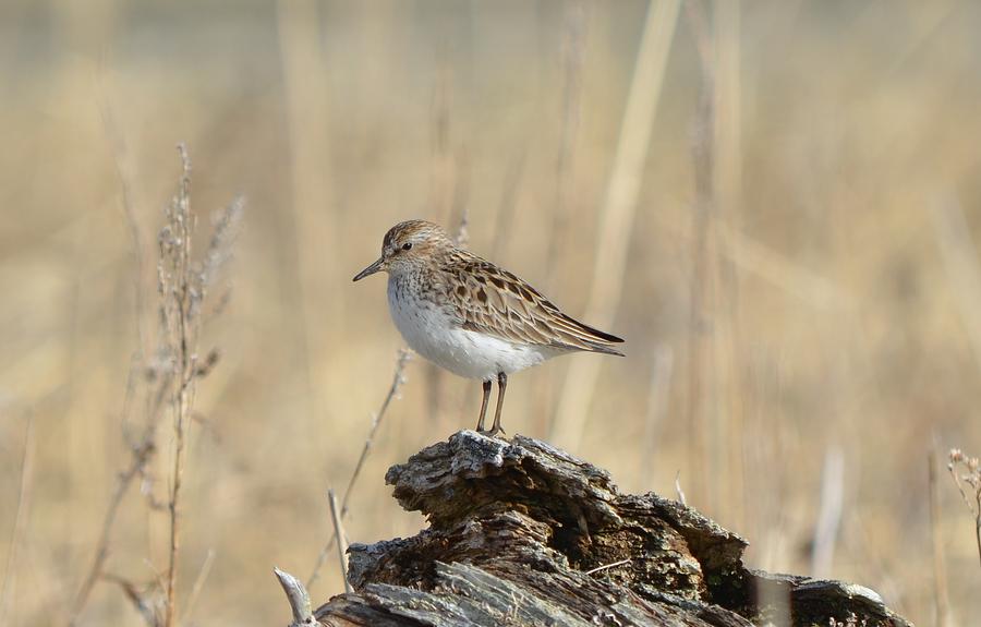 Semipalmated Sandpiper #4 Photograph by James Petersen