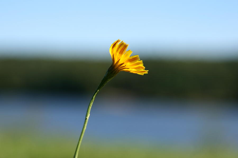 Flower Photograph - September Sun  by Neal Eslinger