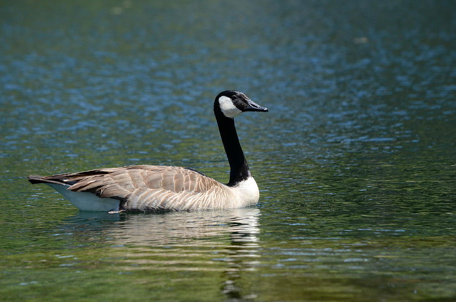 Serenity Photograph by Fraida Gutovich - Fine Art America