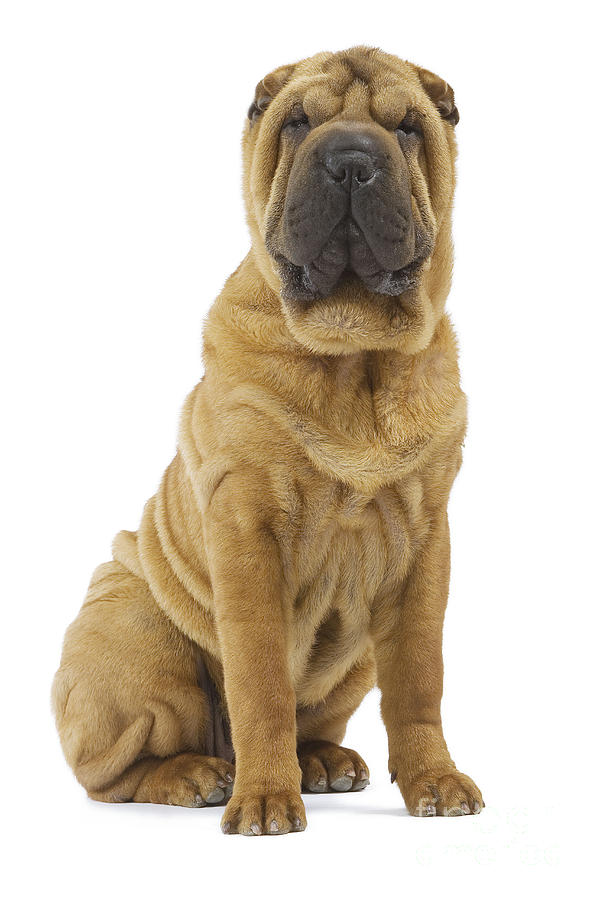 Shar pei best sale pug beagle mix