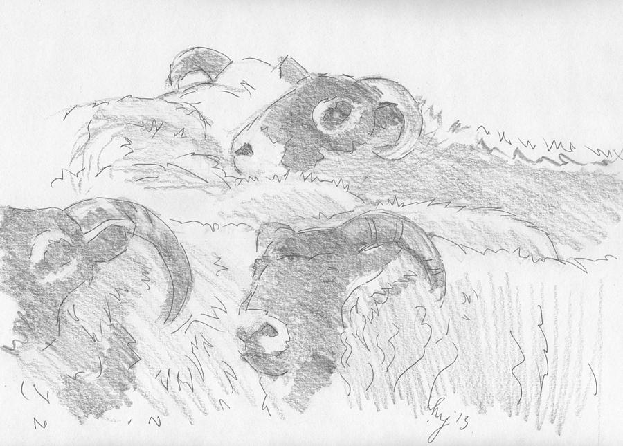 Sheep Drawing - Sheep #4 by Mike Jory
