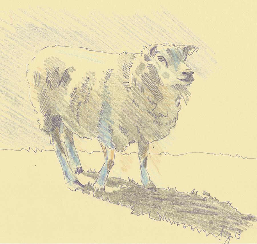 Sheep Sketch #4 Drawing by Mike Jory