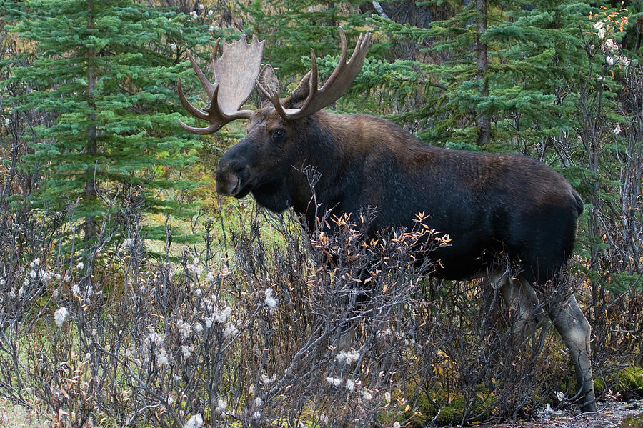 Shiras Bull Moose Photograph by Ken Archer - Fine Art America