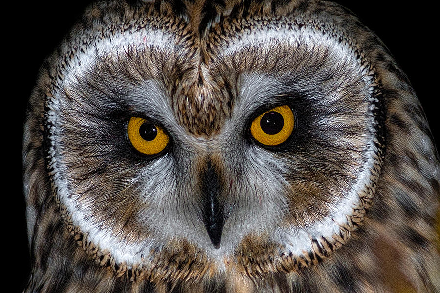Owl Photograph - Short Eared Owl #4 by Ian Hufton