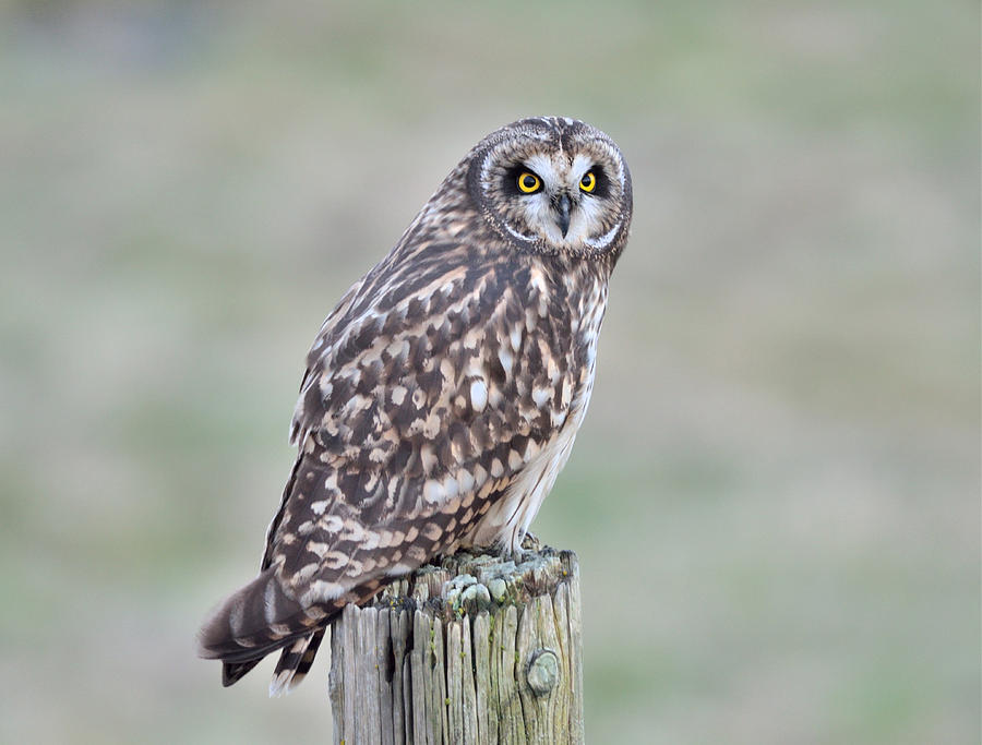 Short-Eared Owl Photograph by Kathy King