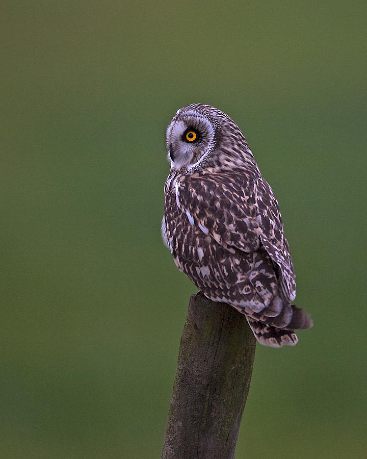 Short Eared Owl #4 Photograph by Paul Scoullar