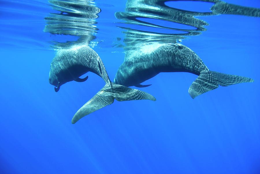 Animal Photograph - Short-finned Pilot Whales #4 by Christopher Swann/science Photo Library