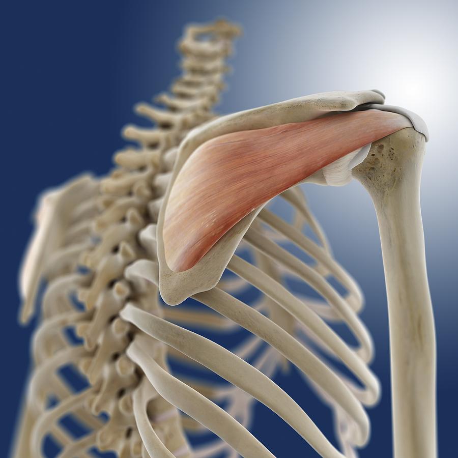 Shoulder muscle, artwork Photograph by Science Photo Library | Fine Art ...