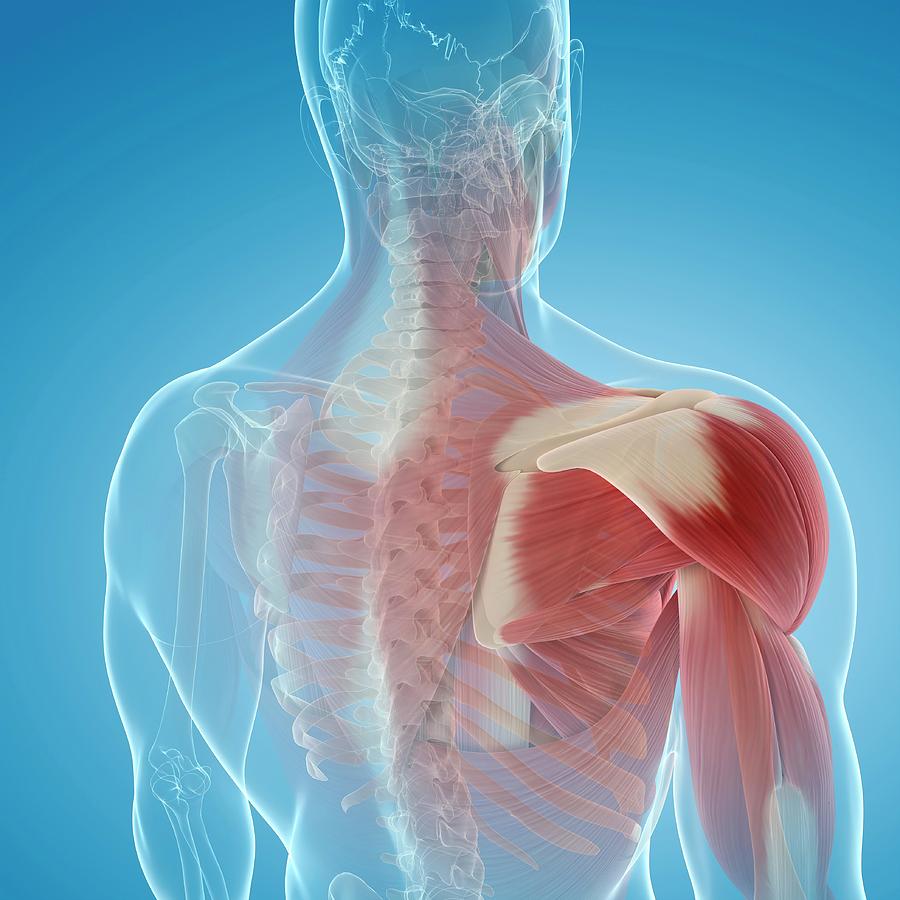 Shoulder Muscles Photograph by Sciepro/science Photo Library - Fine Art ...