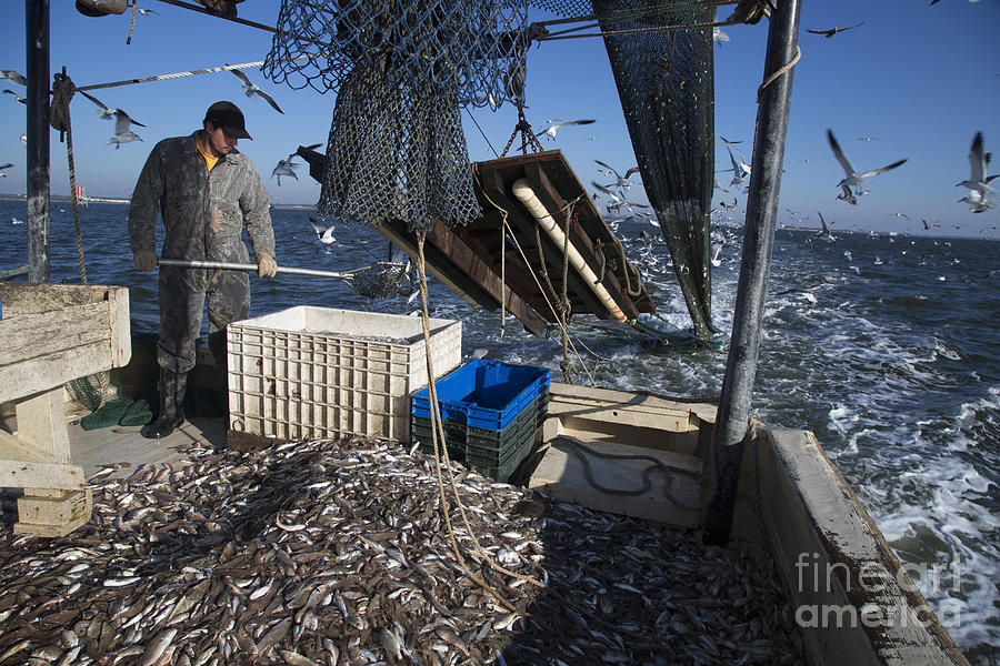 Shrimp Fishing #4 Photograph by Jim West