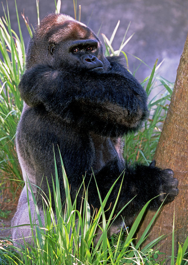 western lowland gorilla silverback