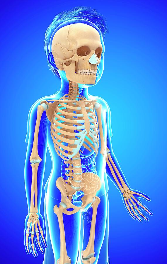 Skeletal System Of A Child #4 Photograph by Pixologicstudio/science Photo Library