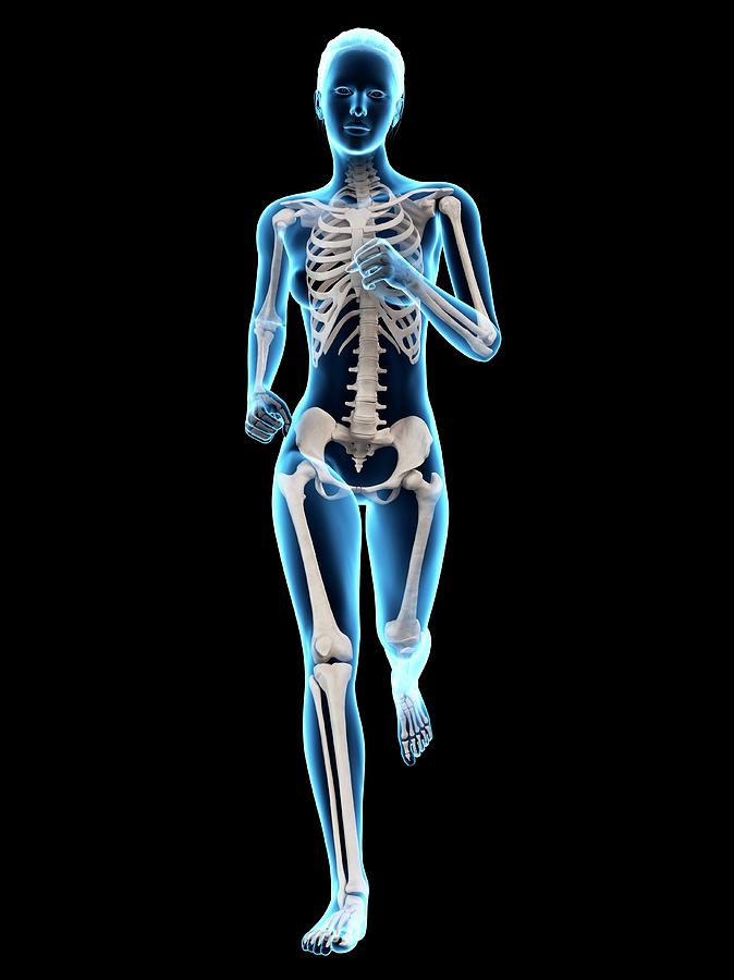 Skeleton Photograph - Skeletal System Of A Runner #4 by Sebastian Kaulitzki