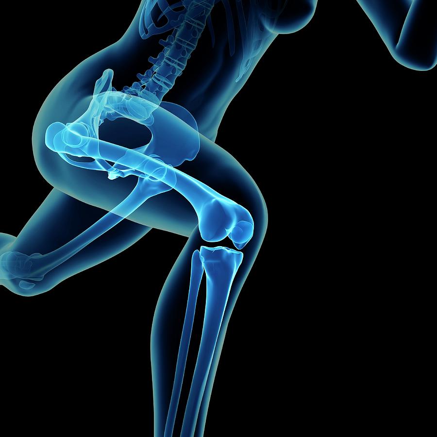 Skeletal System Of Jogger #4 Photograph by Sebastian Kaulitzki