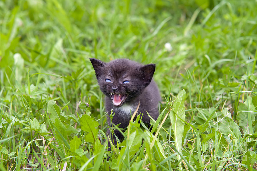 Animal Photograph - Small Kitten In The Grass #4 by Michal Boubin
